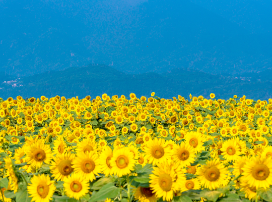 山梨県の合宿教習所